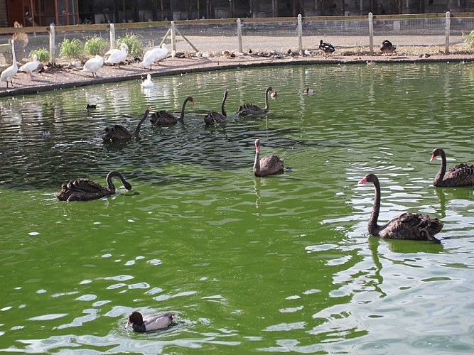 Palmipèdes - Ferme de Beaumont