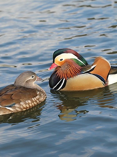Couple canard mandarin - Ferme de Beaumont