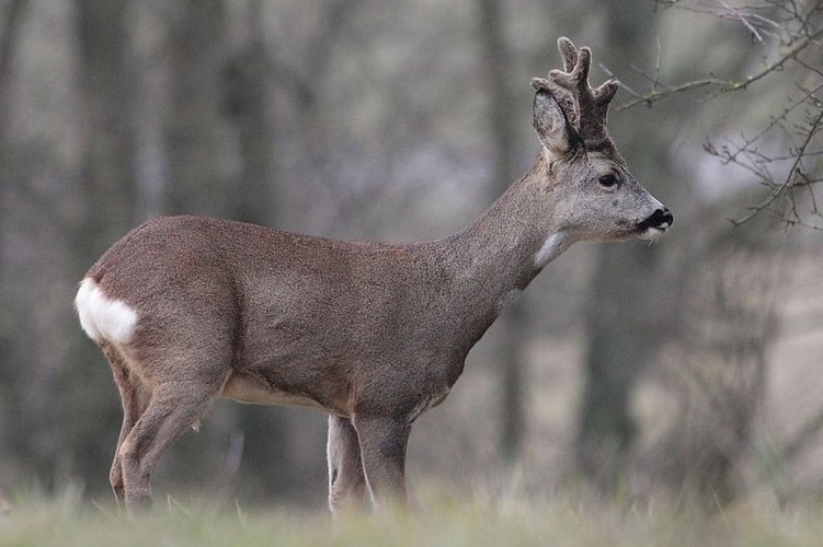 Brocard avec ses bois en velours