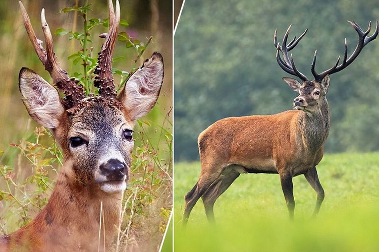 Chevreuil (à gauche) et Cerf (à droite)