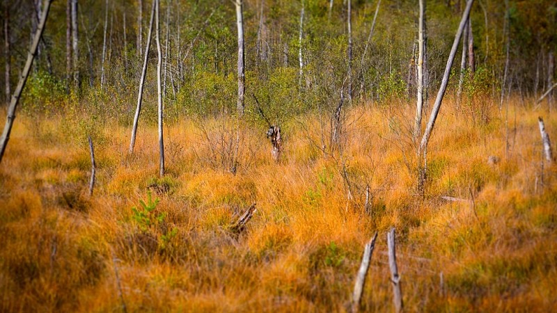 Tourbière de la Basse Saint-Jean
