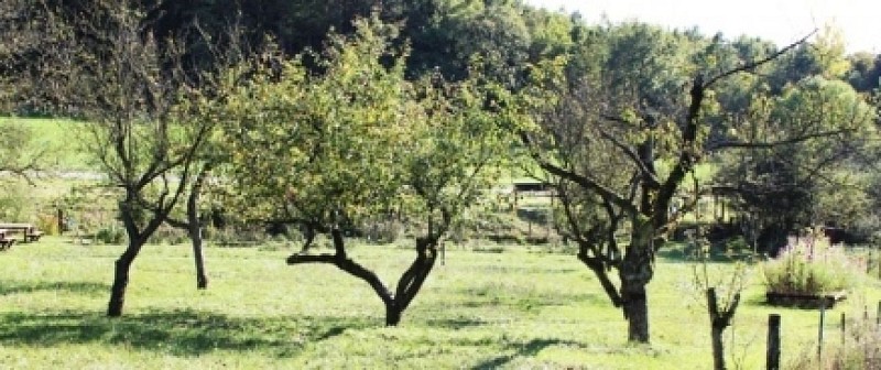 PÄDAGOGISCHER OBSTGARTEN