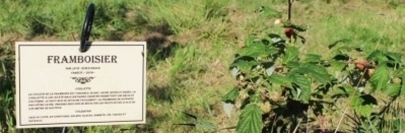 PÄDAGOGISCHER OBSTGARTEN