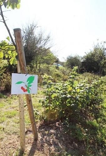 PÄDAGOGISCHER OBSTGARTEN