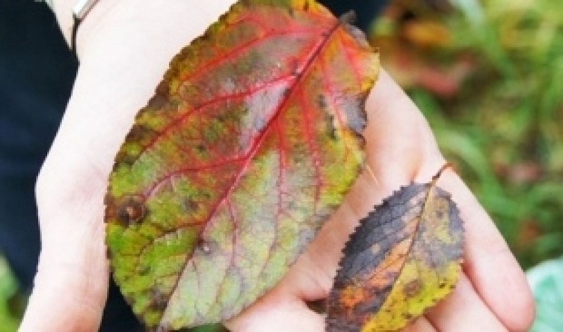 PÄDAGOGISCHER OBSTGARTEN
