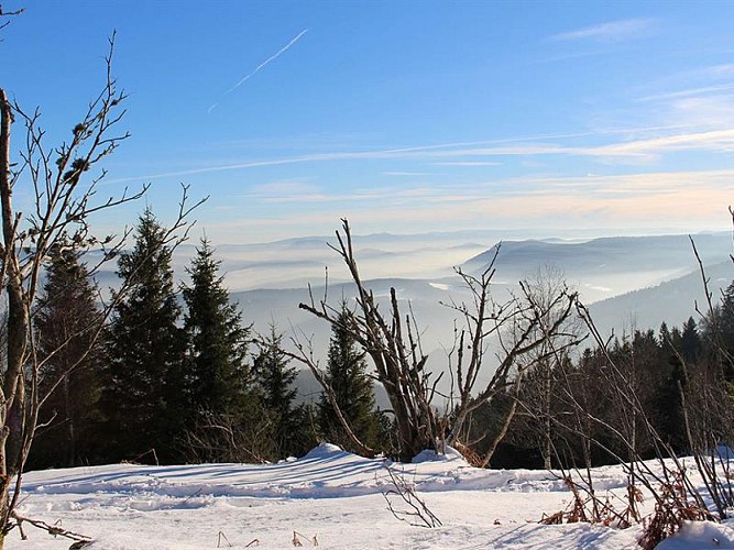 WALDMASSIV DES DONON