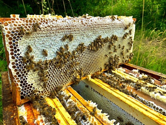 Rucher des Hautes Vosges - Bertrand Noël