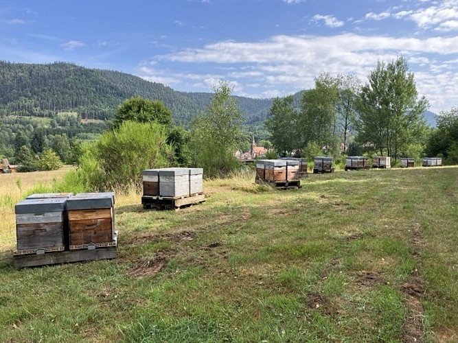 Rucher des Hautes Vosges - Bertrand Noël