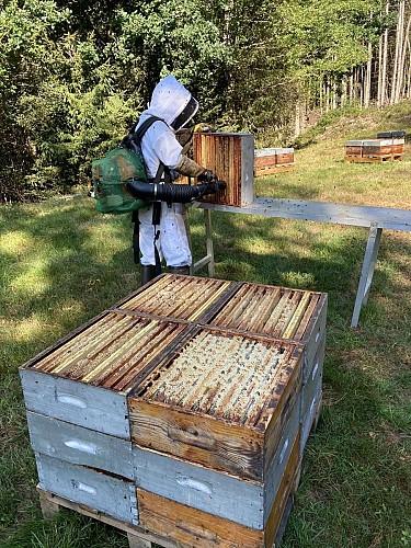 Rucher des Hautes Vosges - Bertrand Noël