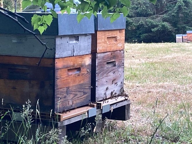 Rucher des Hautes Vosges - Bertrand Noël