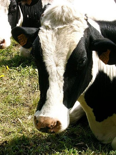 Les Fromageries de Blâmont