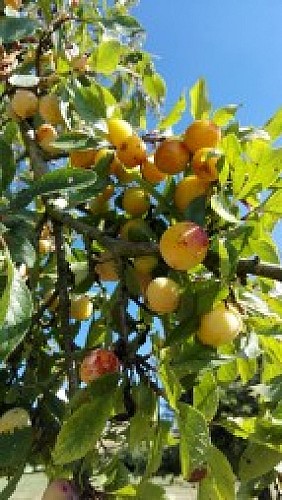 BAUERNHÖFEN SAINTE CLAIRE