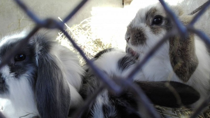 Boerderij sainte claire