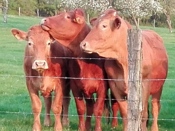 Boerderij sainte claire