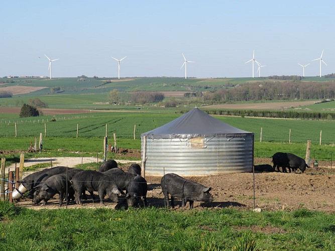 Ferme du Porc qui Dore