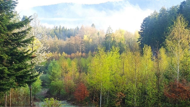 La forêt de Tiragoutte