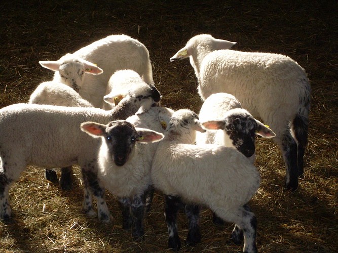 Bergerie de Straiture