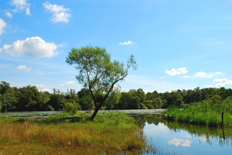 Pêche la carache lunévilloise