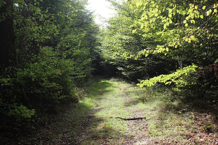 Arboretum de Vathiménil