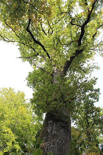 Arboretum de Vathiménil