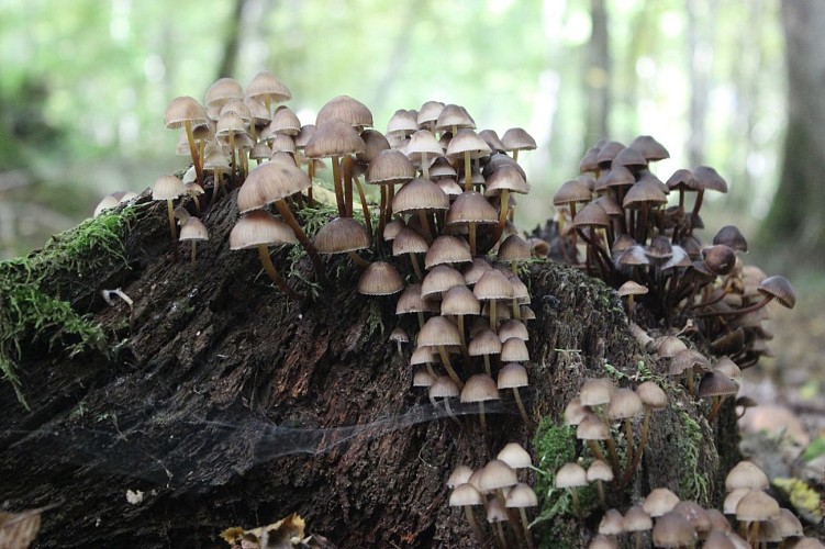 Arboretum de Vathiménil