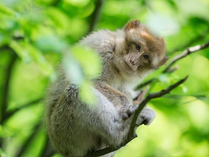 La Montagne des Singes