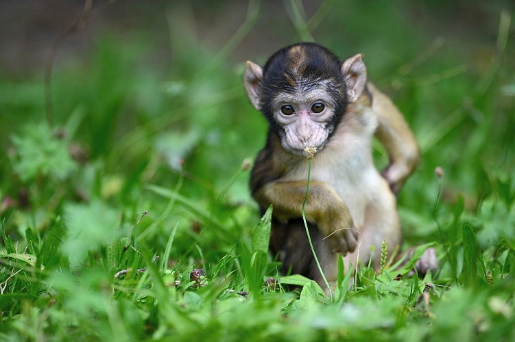 Bébé macaque de Barbarie