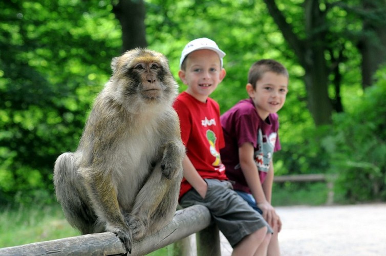 La Montagne des Singes