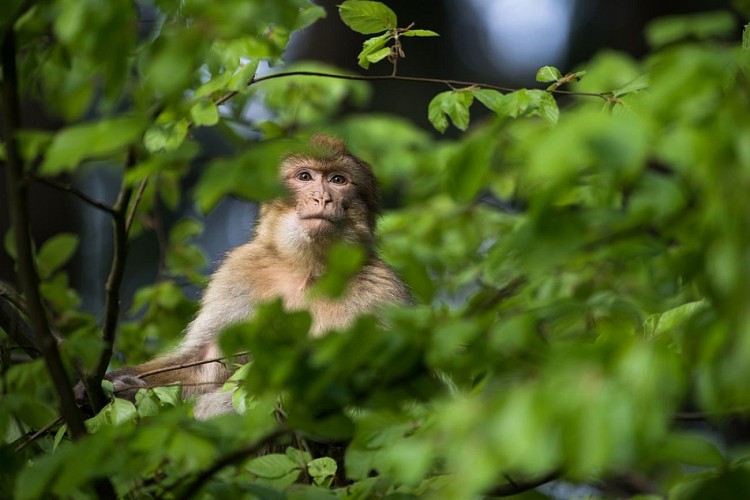 La Montagne des Singes