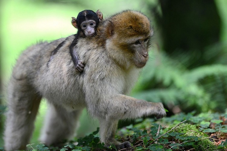 La Montagne des Singes