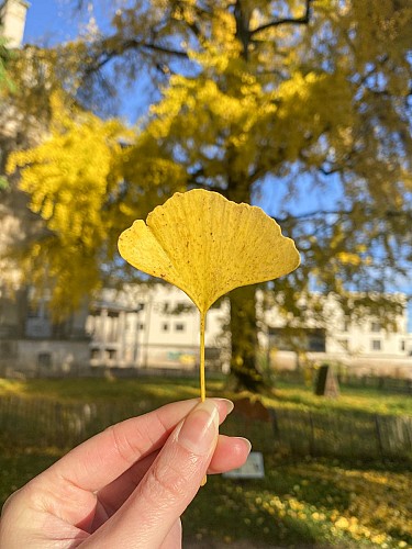 Ginkgo biloba de Toul - arbre remarquable de France