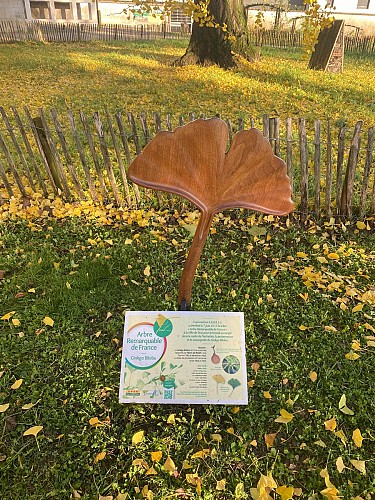 Ginkgo biloba de Toul - arbre remarquable de France