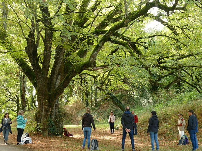 Harmonie avec la nature, géobiologie