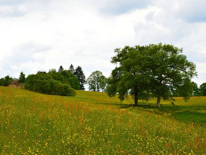 Parc du Vallon des Granges - Châlus