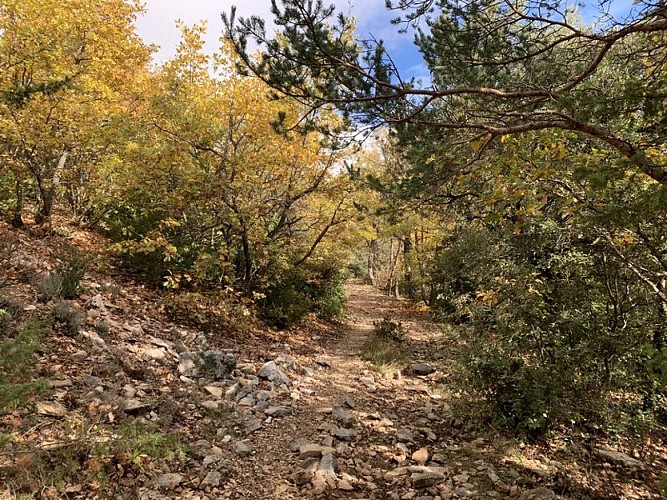Essences d'arbres emblématiques du Mont Ventoux