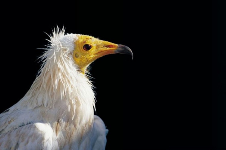 Vautour percnoptère