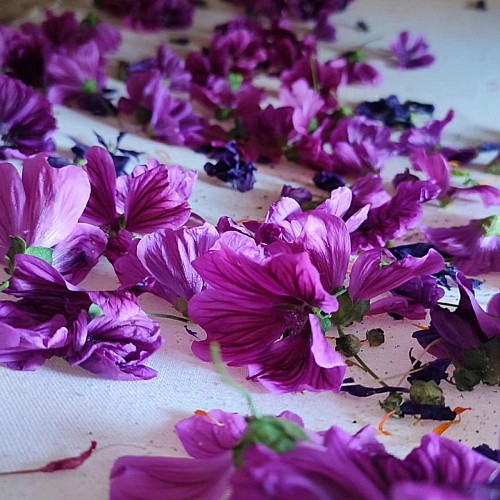 Le Jardin Forêt de Cléophée