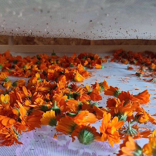 Le Jardin Forêt de Cléophée
