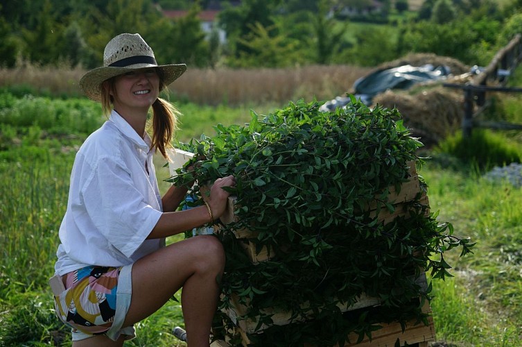 Les Trésors de Galien 2