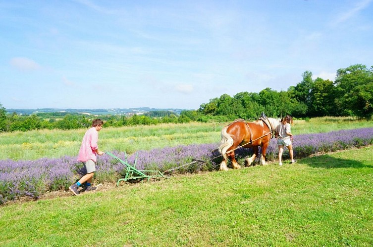 Les Trésors de Galien 4 2