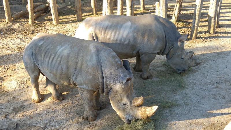 Parc Zoologique de Paris