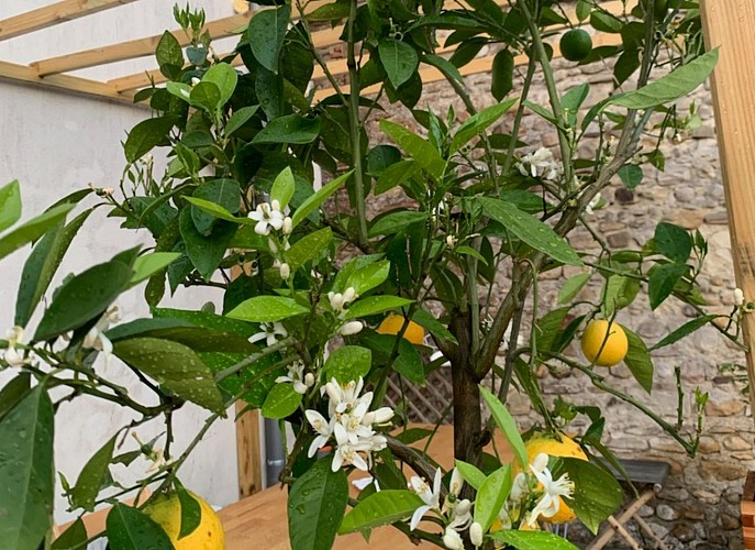 La Poésie Citronnier