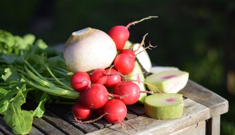 potagers la lande radis