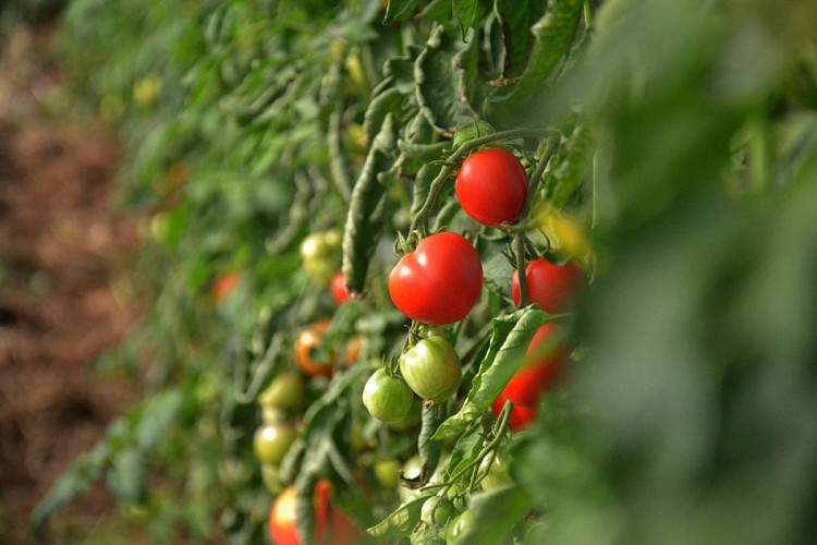 potagers la lande tomates