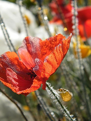potagers la lande coquelicot