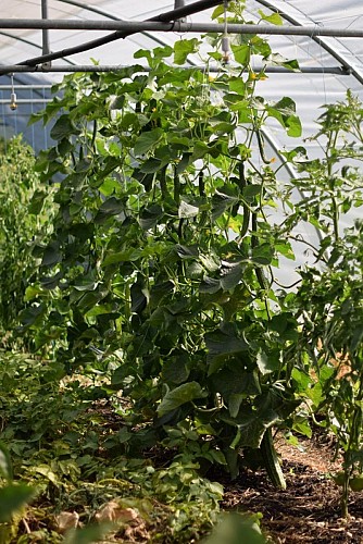 potagers la lande concombres