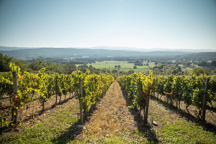 Source de la Reyssouze - Belvédère et vignes du Mont Rignat