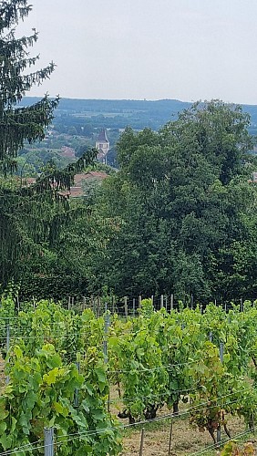 Source de la Reyssouze - Belvédère et vignes du Mont Rignat