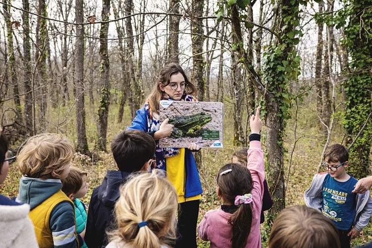 Animation Frequence Grenouille Maison Biodiversit Foret Buzet - Alis Mirebeau - 30