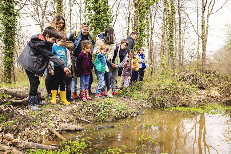 Animation Frequence Grenouille Maison Biodiversite Foret Buzet - Alis Mirebeau - 14 (1)